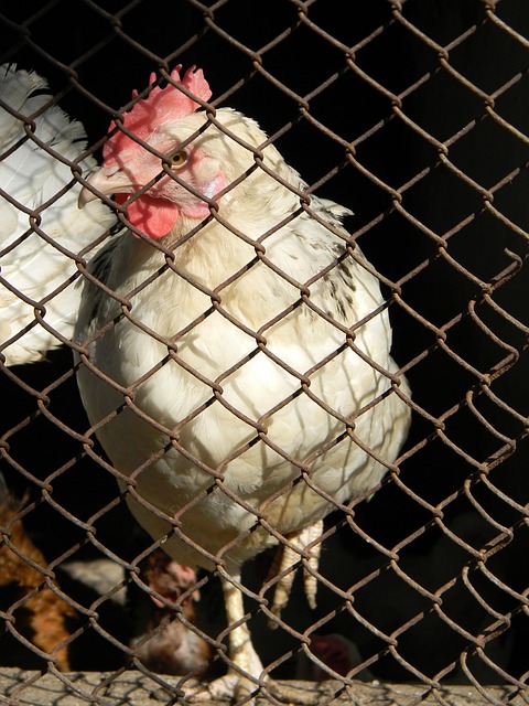 球員維弗爾 球員維弗爾